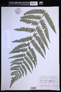 Dryopteris celsa image