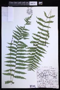 Coryphopteris simulata image