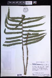 Sphaerostephanos taiwanensis image