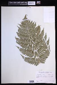 Dryopteris campyloptera image