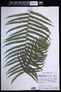 Sphaerostephanos taiwanensis image