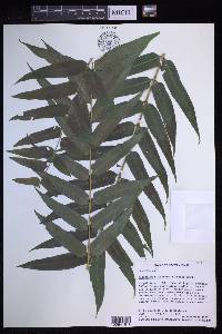 Nephrolepis biserrata image