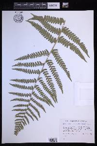 Dryopteris ludoviciana image