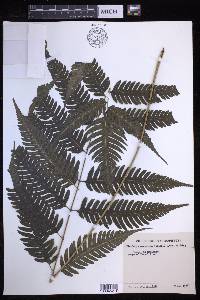 Pteridrys syrmatica image