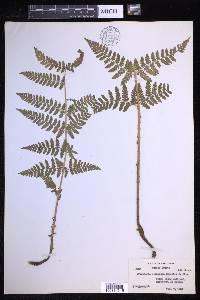 Dryopteris × triploidea image