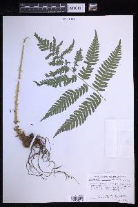 Dryopteris goldieana image