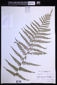 Dryopteris ludoviciana image