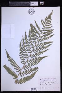 Dryopteris ludoviciana image