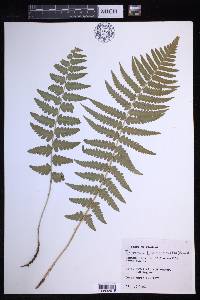 Dryopteris ludoviciana image