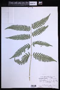 Dryopteris goldieana image