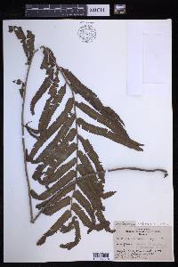 Abacopteris hirtisora image