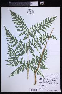 Dryopteris expansa image