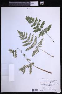 Dryopteris expansa image