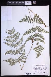 Dryopteris expansa image