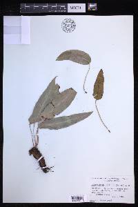 Elaphoglossum pallidum image