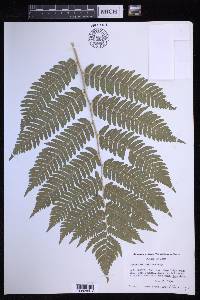 Dryopteris goldieana image