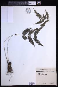 Pteridrys syrmatica image