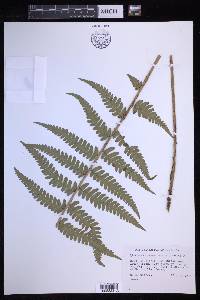 Dryopteris ludoviciana image