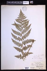 Dryopteris × triploidea image