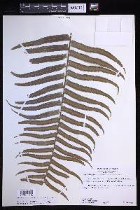 Nephrolepis biserrata image