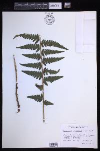 Dryopteris ludoviciana image