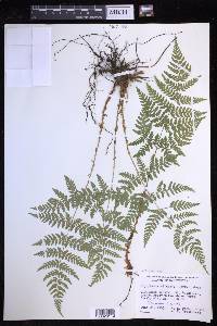 Dryopteris expansa image