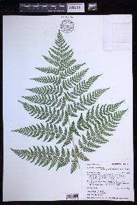 Dryopteris expansa image