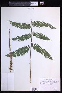 Dryopteris goldieana image