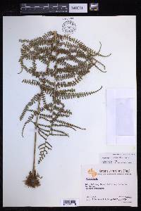Polybotrya sorbifolia image