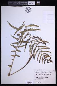 Dryopteris ludoviciana image