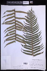 Polystichum munitum image