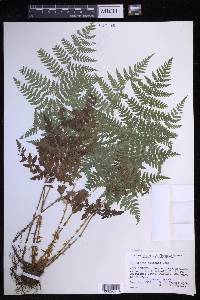 Dryopteris expansa image