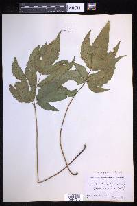 Tectaria trifoliata image