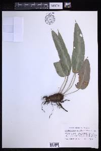 Elaphoglossum pallidum image