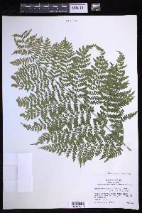 Dryopteris expansa image