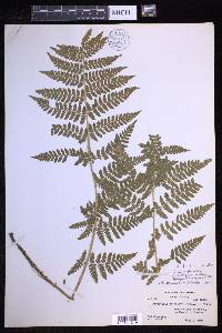 Dryopteris × triploidea image