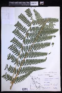 Dryopteris filix-mas image