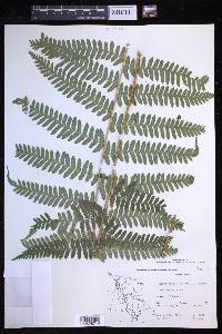 Dryopteris filix-mas image