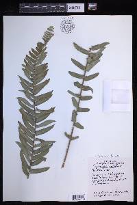 Nephrolepis brownii image