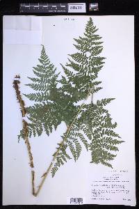 Dryopteris expansa image