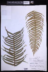 Polystichum munitum image