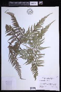 Dryopteris patula image