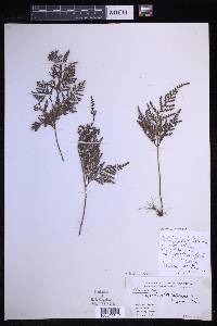 Davallia repens image