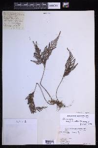 Davallia repens image