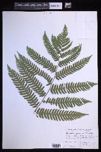 Dryopteris goldieana image