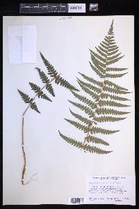 Dryopteris ludoviciana image