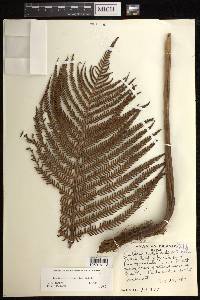 Sadleria cyatheoides image