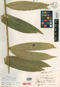 Ceratozamia hildae image