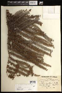 Sadleria cyatheoides image