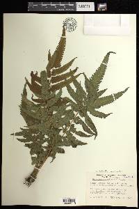 Menisciopsis cyatheoides image